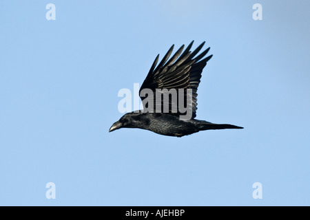 Grand corbeau Corvus corax en vol Galles Gigrin Farm Banque D'Images