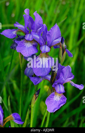 Dutch iris fleurs Banque D'Images