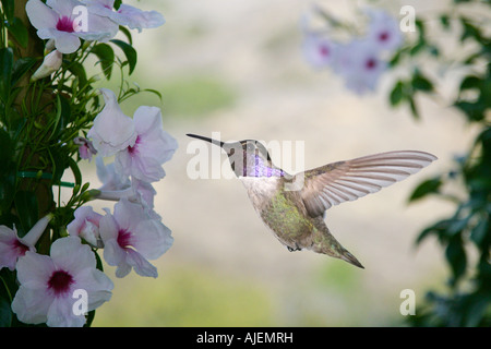 Un homme Costa, oscillant autour de Colibri de fleurs Banque D'Images