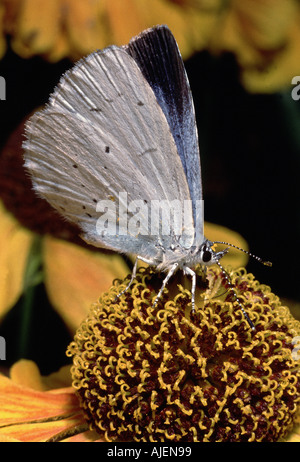 Holly Blue Butterfly celestrina argiolus sur helenium flower Banque D'Images