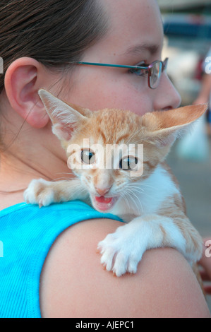 11 ans avec ici nouvel animal chat qui est de 16 semaines et un Rex de Cornouailles par Oriental cross Banque D'Images