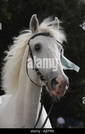 Portrait du cheval blanc Banque D'Images