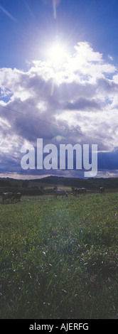 Cows grazing in grass field Banque D'Images