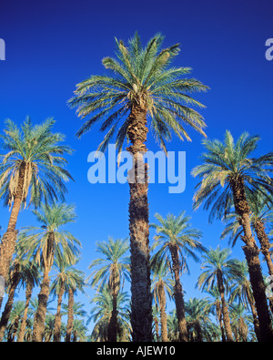 Dattiers à Furnace Creek Death Valley National Park Californie USA Banque D'Images