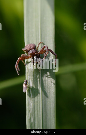 Araignée crabe (xysticus cristatus) défendant son catch contre mouche parasite Banque D'Images