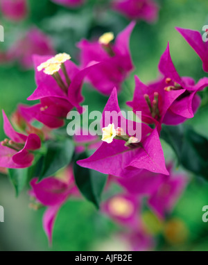 Vue rapprochée de violet vif fleurs de bougainvilliers dans la véranda à Wallington Banque D'Images