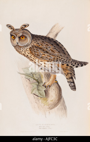 Les OISEAUX DE L'EUROPE LONG eared Owl Strix otus Otus vulgaris au 19e siècle livre de John Gould dans la bibliothèque à Blickling Hall Banque D'Images