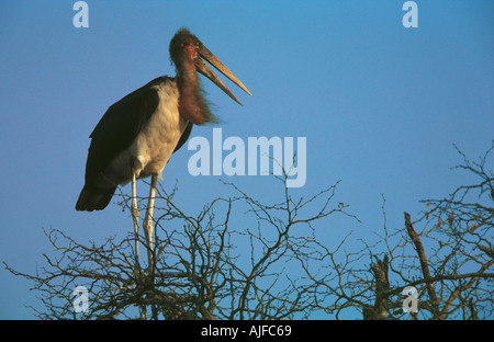 Marabout d’Afrique Banque D'Images