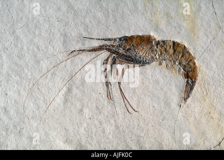 Aeger tipularius Crevette fossile Jurassic Phylum Arthropoda Classe Crustecea ordre Decapoda Banque D'Images