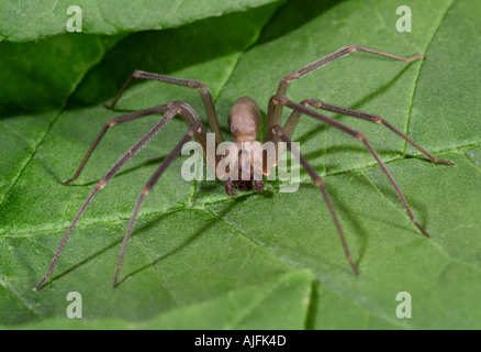 Araignée Recluse brune ou chasuble romaine Loxosceles reclusa Spider Banque D'Images