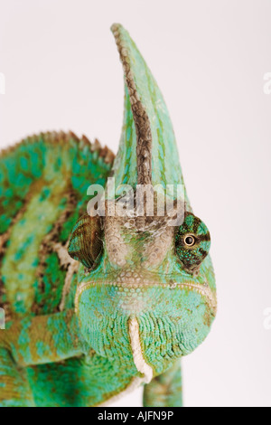 Portrait de veiled Chameleon Calyptratus Yémen Banque D'Images