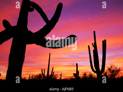 Arizona Sunset Saguaro Cactus Banque D'Images