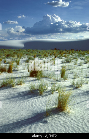 Parc national de sable de gypse White Sands, Nouveau-Mexique Banque D'Images