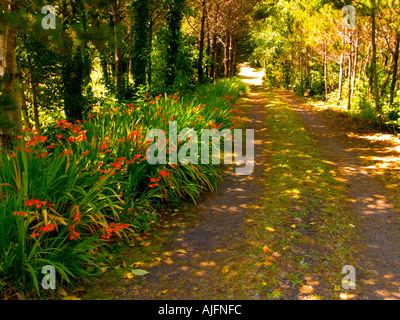 Chemin de campagne bordé de fleurs sauvages dans le comté de Lincoln le long de la côte de l'Oregon Banque D'Images