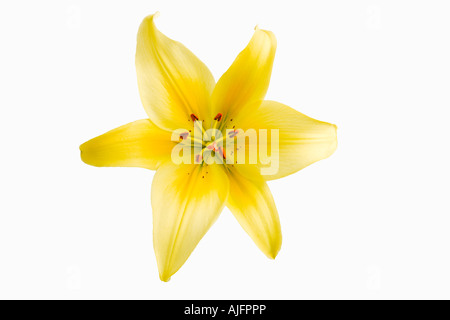 Lily Lilium spp lis jaune vif sur fond blanc Banque D'Images