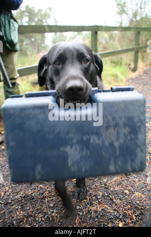 Un chien à tirer au pigeon d'argile, Aviemore, Scotland Banque D'Images