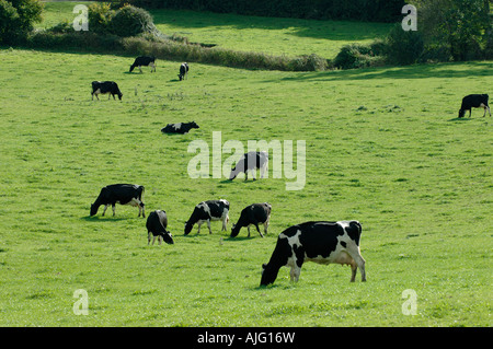 Friesian Holstein vaches qui paissent sur les herbes courtes à l'automne l'est du Devon Banque D'Images