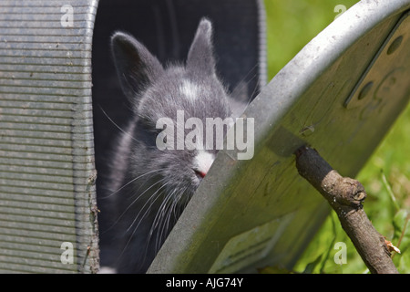 Lapin gris et blanc sur nous mail box Banque D'Images