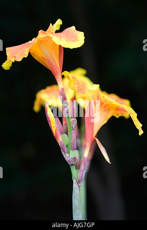 Canna indica. Canna fleurit sur un fond sombre. L'Inde Banque D'Images