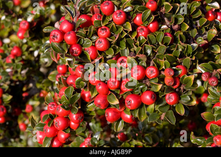 Baies rouge vif sur Cotoneaster arbuste Cotswolds UK Banque D'Images