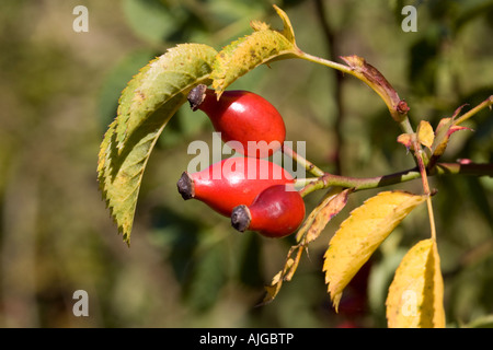 Libre d'églantier rouge vif ou haws sur wild dog rose rosa canina Cotswolds UK Banque D'Images