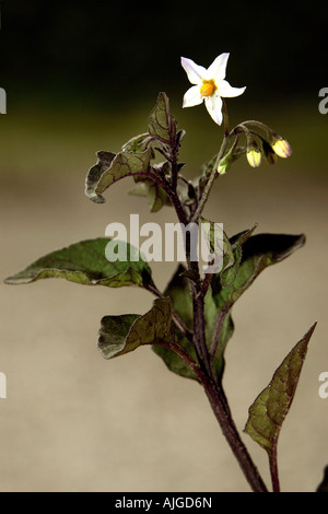 La morelle noire et fleur tige Solanum nigrum Banque D'Images