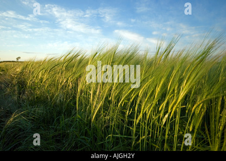 L'orge baignée dans la lumière du soleil du soir. Lincolnshire, Angleterre. Banque D'Images