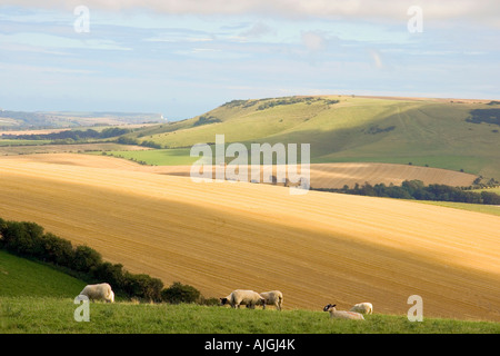 Voir en été dans les South Downs à la tête vers Seaford et Kingston Ridge Banque D'Images