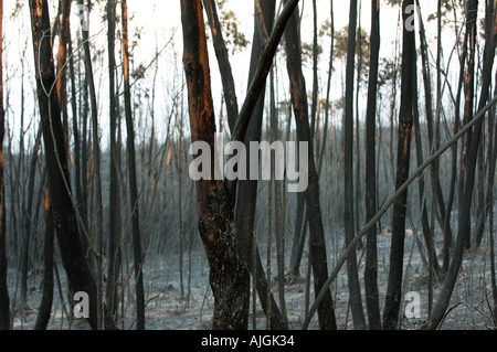 Rio Tinto feu de forêt l'été 2004 Huelva et Séville Espagne pronvinces Banque D'Images