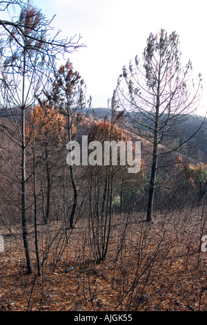 Rio Tinto feu de forêt l'été 2004 Huelva et Séville Espagne pronvinces Banque D'Images