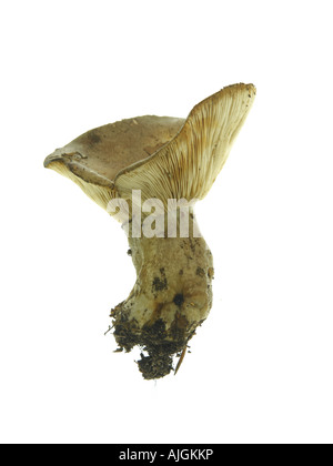 Lait visqueux Champignons Lactarius blennius Cap Banque D'Images