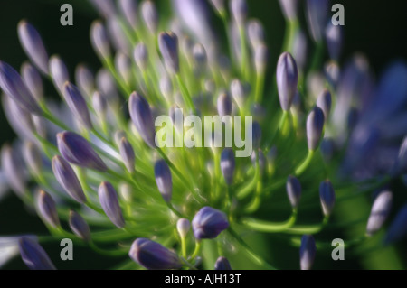 Agapanthus praecox Lily of the Nile flower Banque D'Images