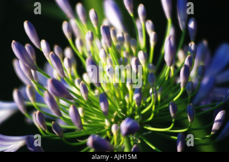 Agapanthus praecox Lily of the Nile flower Banque D'Images