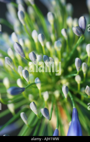 Agapanthus praecox Lily of the Nile Banque D'Images