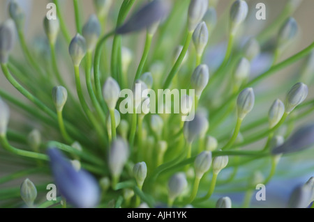 Agapanthus praecox Lily of the Nile Banque D'Images