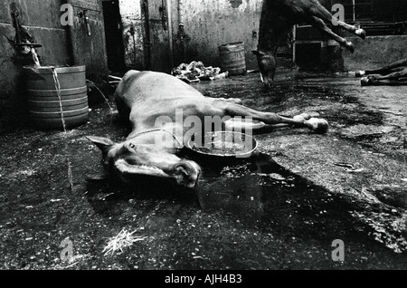 Abattoir FRANCE PARIS VAUGIRARD EN 1976 Banque D'Images