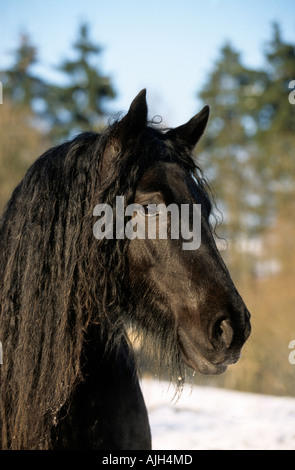 Portrait d'un poney fell noir Banque D'Images