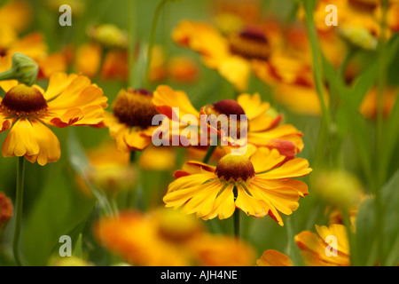 Helenium Rauchtopas Banque D'Images