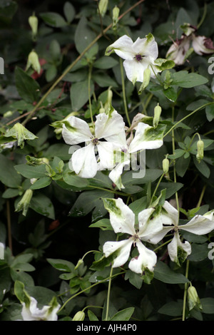 Clematis viticella alba luxurians Banque D'Images