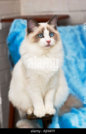 Chaton mâle Ragdoll bicolore bleu l'âge de six mois je Banque D'Images