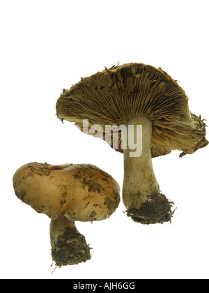 Poisonpie Hebeloma sinapizans Champignons amère Banque D'Images