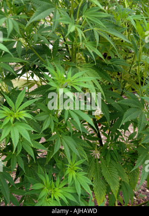 Feuilles d'une plante de cannabis sauvage en pleine croissance au Royaume-Uni. Banque D'Images