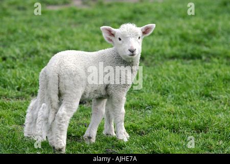 Nouvelle Zélande Moutons et agneaux l'un derrière l'autre Banque D'Images