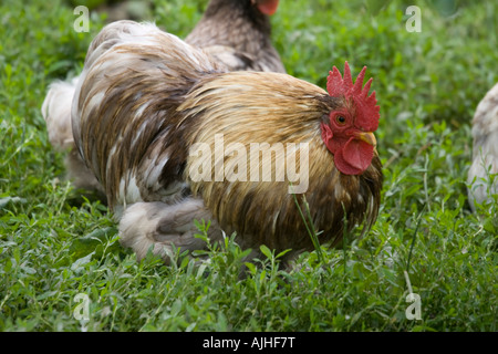 Pekin ou coq bantam poules Cochin UK Cotswolds Banque D'Images