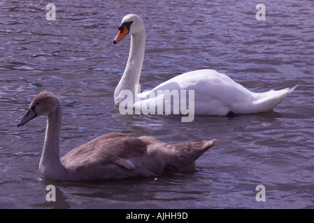 Cygne tuberculé Cygnus olor avec cygnet Banque D'Images