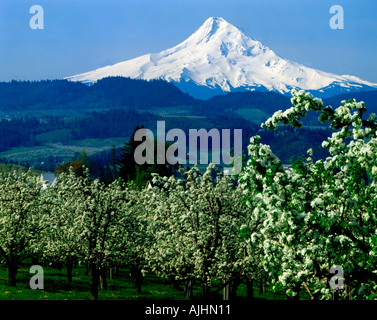 Snowcovered Mount Hood s'élève au-dessus des vergers en fleurs de la Hood River Valley dans le Nord de l'Oregon Banque D'Images