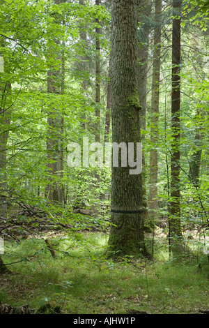 Grand vieux chêne bande noire marquée en forêt contre les feuilles éclairées Banque D'Images