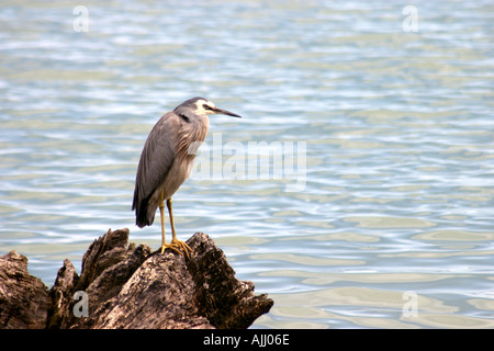 Face blanc Nouvelle-zélande Heron Banque D'Images