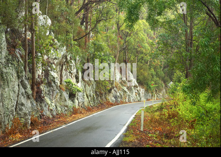 Route de Parc National de Springbrook Arrière-pays de la Gold Coast Queensland Australie Banque D'Images