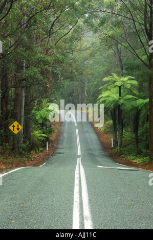 Route de Parc National de Springbrook Arrière-pays de la Gold Coast Queensland Australie Banque D'Images